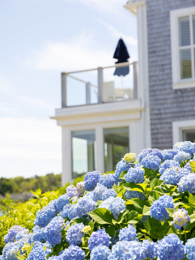 Hydrangea Lovers, Rejoice!